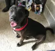 Pantera