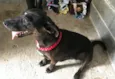 Pantera