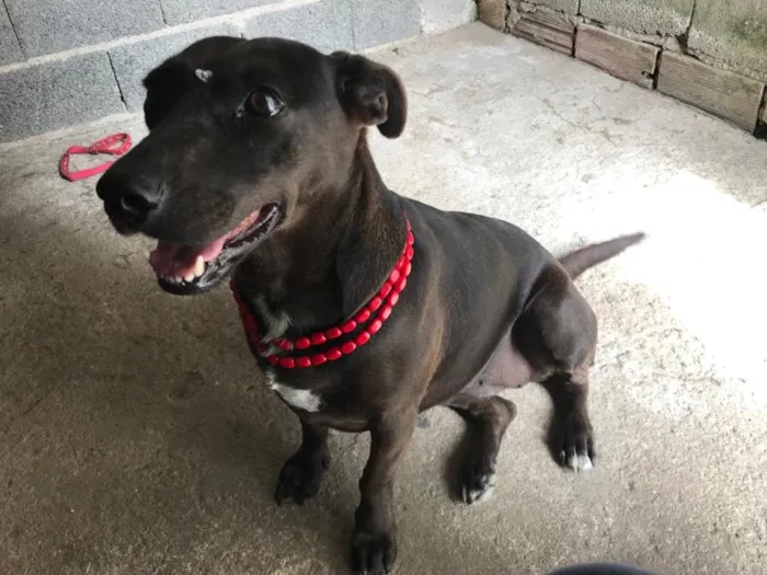 Cachorro ra a SRD idade 3 anos nome Pantera