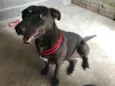 Pantera
