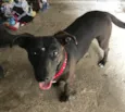 Pantera