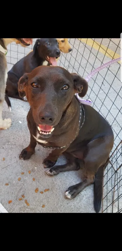 Cachorro ra a SRD idade 3 anos nome Pantera