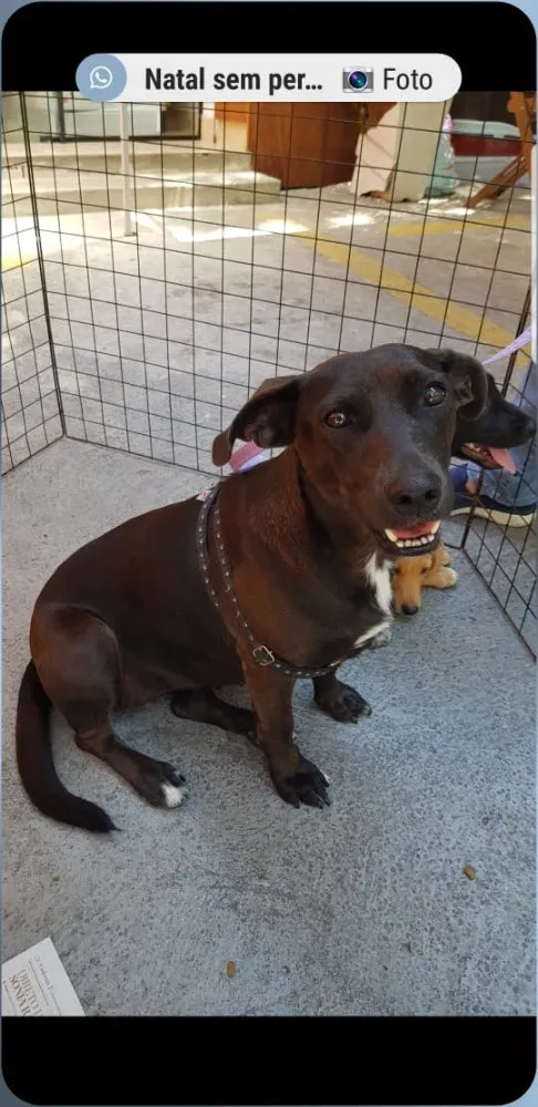 Cachorro ra a SRD idade 3 anos nome Pantera