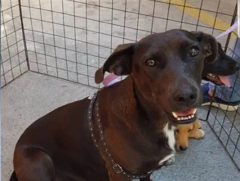 Cachorro ra a SRD idade 3 anos nome Pantera