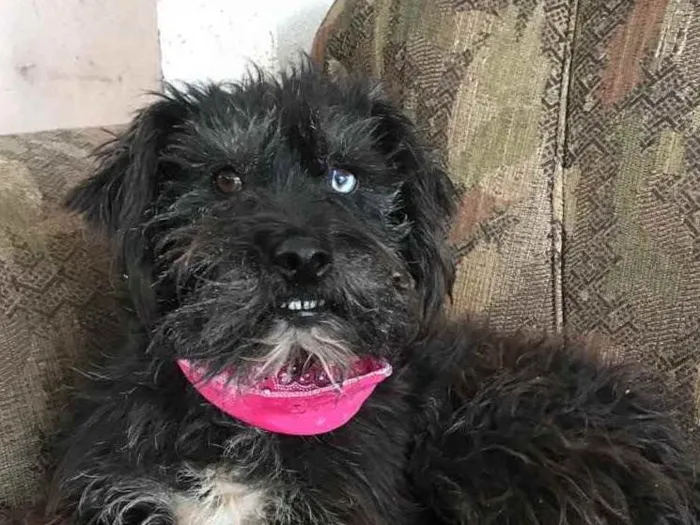 Cachorro ra a SRD idade 3 anos nome Betina