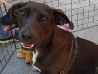 Cachorro ra a SRD idade 3 anos nome Pantera
