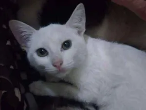 Gato raça Srd idade 2 a 6 meses nome Marrie