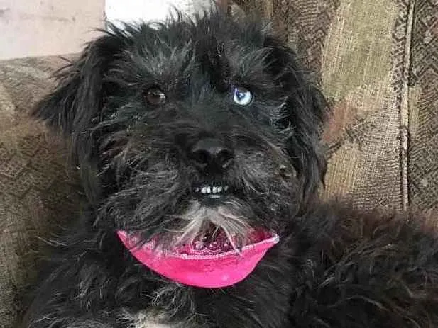 Cachorro ra a SRD idade 3 anos nome Betina