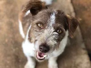 Cachorro raça SRD idade 2 anos nome Ariel