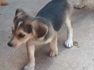 Cachorro raça SRD idade 2 a 6 meses nome Penélope 