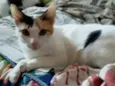 Max, Nala e Mimi