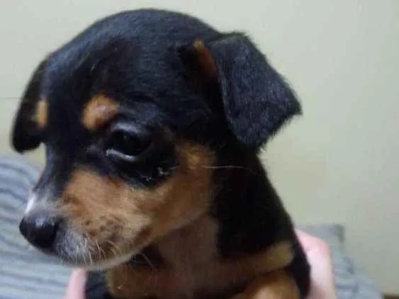 Cachorro ra a Srd idade 2 a 6 meses nome Mickey e Pateta
