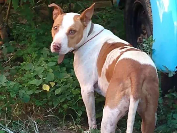 Cachorro ra a Pitbull idade 7 a 11 meses nome Zona Sul de SP