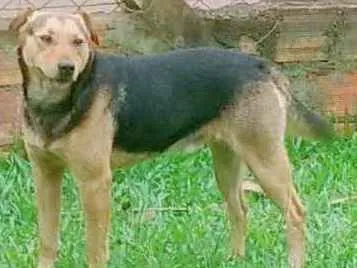 Cachorro ra a Mistura  idade 2 anos nome Dog