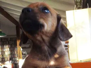 Cachorro raça mista: salsicha e shitzu idade Abaixo de 2 meses nome ????