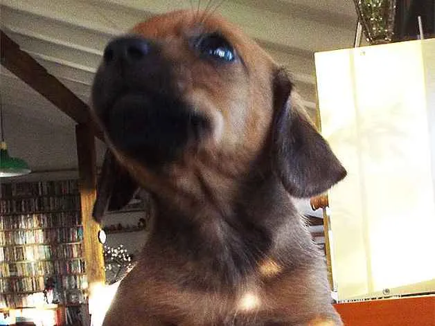 Cachorro ra a mista: salsicha e shitzu idade Abaixo de 2 meses nome ????