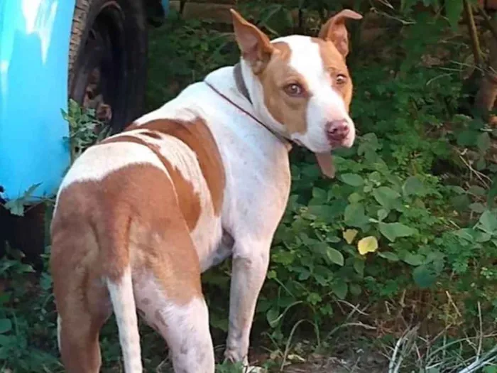 Cachorro ra a Pitbull idade 7 a 11 meses nome Zona Sul de SP
