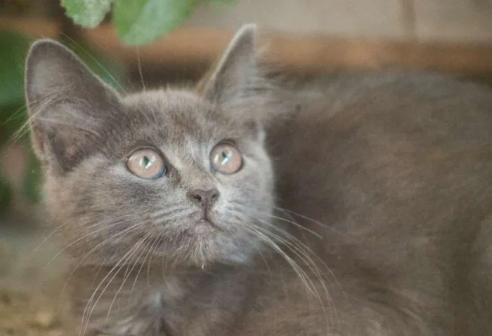 Gato ra a vira lata (acho) idade 2 a 6 meses nome Não tem 
