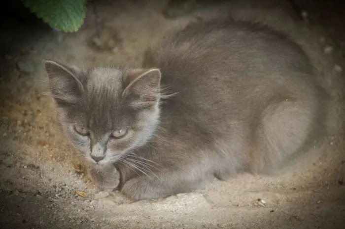Gato ra a vira lata (acho) idade 2 a 6 meses nome Não tem 