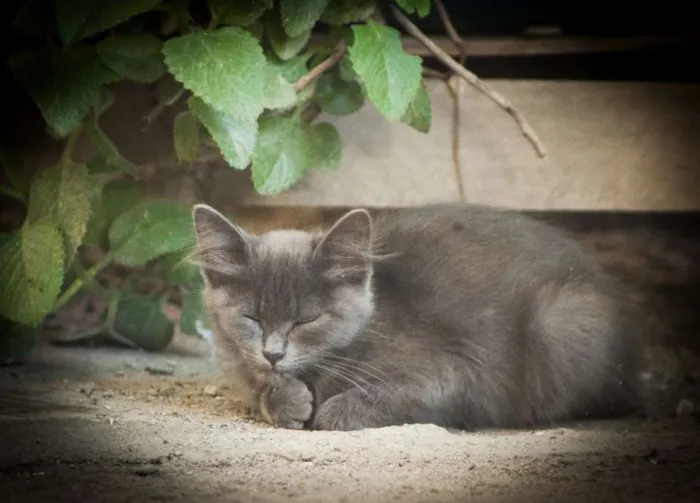 Gato ra a vira lata (acho) idade 2 a 6 meses nome Não tem 