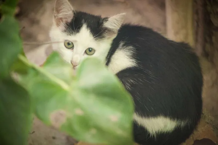 Gato ra a Vira lata  idade 2 a 6 meses nome Não tem 