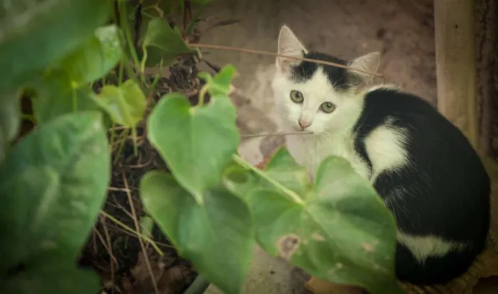 Gato ra a Vira lata  idade 2 a 6 meses nome Não tem 