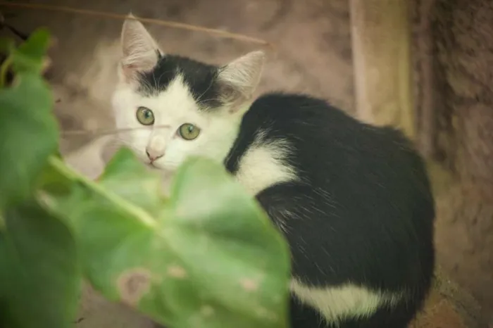 Gato ra a Vira lata  idade 2 a 6 meses nome Não tem 
