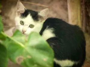 Gato raça Vira lata  idade 2 a 6 meses nome Não tem 