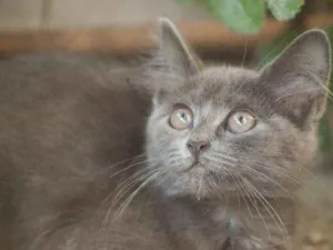 Gato raça vira lata (acho) idade 2 a 6 meses nome Não tem 