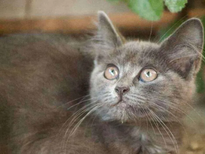 Gato ra a vira lata (acho) idade 2 a 6 meses nome Não tem 