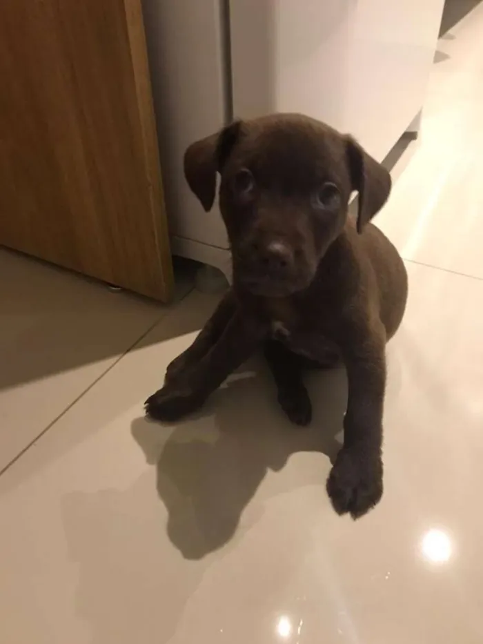 Cachorro ra a Vira lata  idade Abaixo de 2 meses nome Sem nome definido 