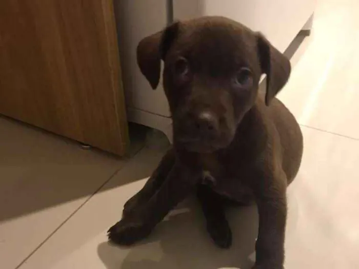 Cachorro ra a Vira lata  idade Abaixo de 2 meses nome Sem nome definido 