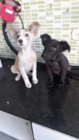 Hórus e Sirius