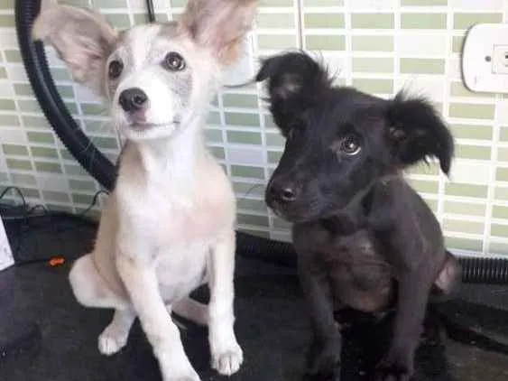 Cachorro ra a Sem raça definida  idade 2 a 6 meses nome Hórus e Sirius