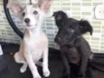 Hórus e Sirius