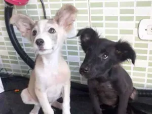 Cachorro raça Sem raça definida  idade 2 a 6 meses nome Hórus e Sirius