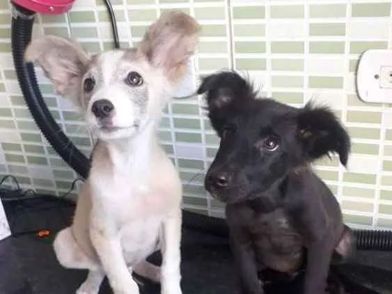 Cachorro ra a Sem raça definida  idade 2 a 6 meses nome Hórus e Sirius
