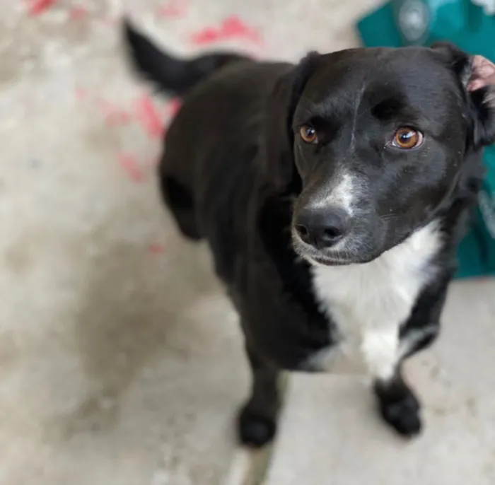 Cachorro ra a SRD idade 7 a 11 meses nome Pipoca