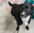Pipoca