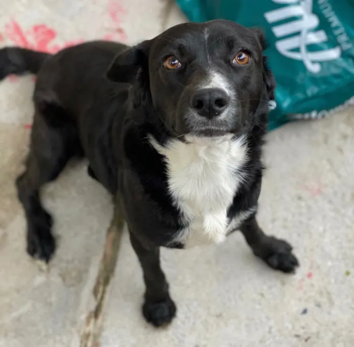 Cachorro ra a SRD idade 7 a 11 meses nome Pipoca