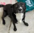 Pipoca