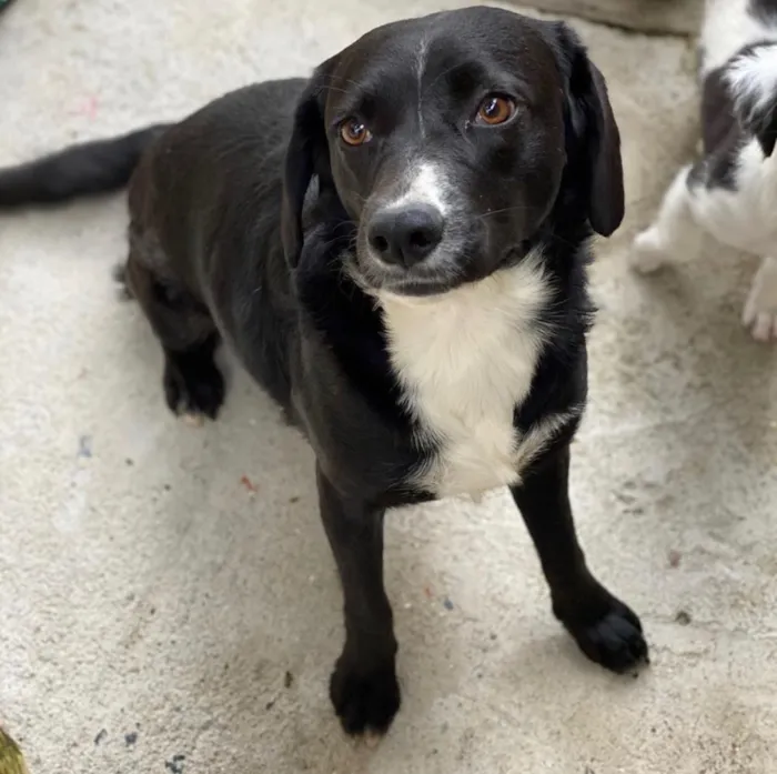 Cachorro ra a SRD idade 7 a 11 meses nome Pipoca