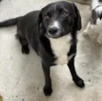 Pipoca