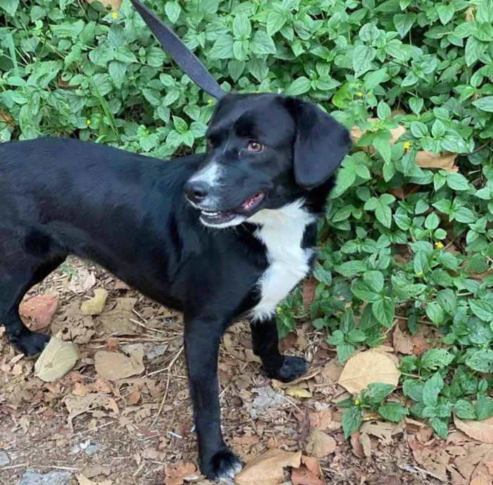 Cachorro ra a SRD idade 7 a 11 meses nome Pipoca