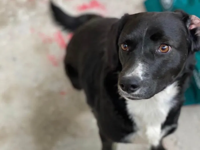 Cachorro ra a SRD idade 7 a 11 meses nome Pipoca