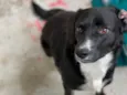 Pipoca