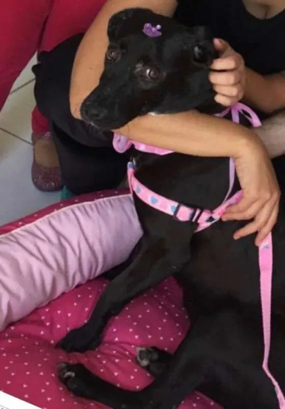 Cachorro ra a SRD idade 2 a 6 meses nome BRISA