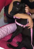 BRISA