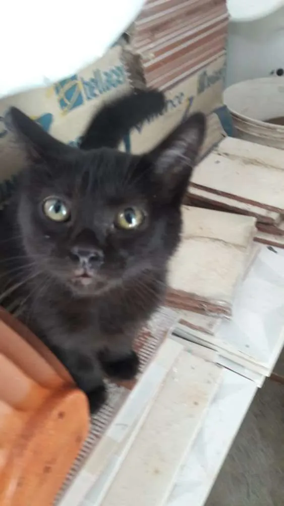Gato ra a Indefinida idade 2 a 6 meses nome Sem nome