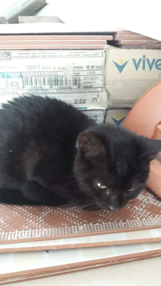 Gato ra a Indefinida idade 2 a 6 meses nome Sem nome